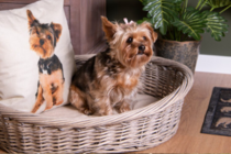 Honden & Kattenmanden