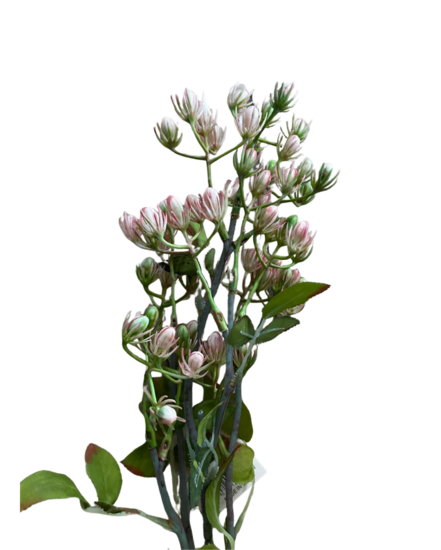 Decoratie kunsttak bellefleur 58 cm | HZY-012636/PK | Home Sweet Home | Stoer &amp; Sober Woonstijl