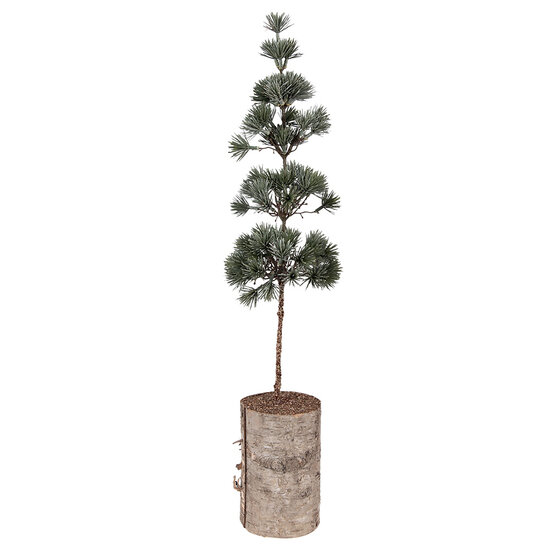 Clayre &amp; Eef | Decoratie Boom Groen Bruin 14x14x60 cm | 50841