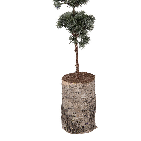 Clayre &amp; Eef | Decoratie Boom Groen Bruin 15x12x80 cm | 50842