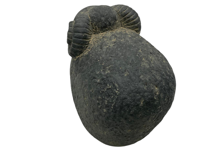 Brynxz Majestueus Vintage Beeld: Ram met Gedraaide Hoorns &ndash; Maat M Rustiek Donker Grijs - 17 x 15 cm