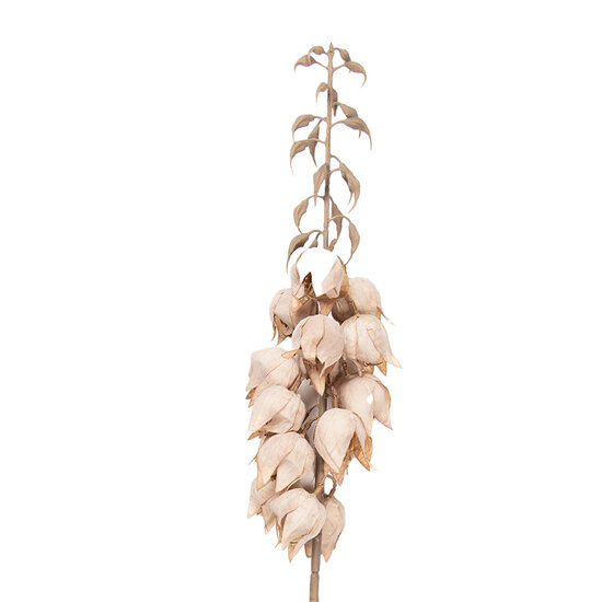 Clayre &amp; Eef | Decoratie tak met bloemen Beige Bruin 12x12x100 cm | 5PL0257BE