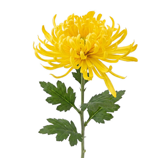 Clayre &amp; Eef | Decoratie tak met bloemen Geel Groen 76 cm | 5PL0335Y