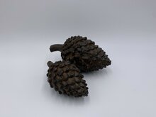 Dennenappel decoratie beeld bruin zwart liggend Maat L 20 x 12 cm polysteen | 121307 | Home Sweet Home | Stoer &amp; Sober Woonstijl
