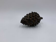 Dennenappel decoratie beeld bruin zwart liggend Maat M 15 x 8 cm polysteen | 121306 | Home Sweet Home | Stoer &amp; Sober Woonstijl