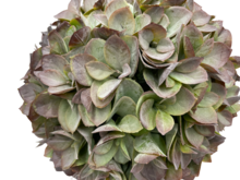 Decoratie kunstbol Hortensia &Oslash; 30 cm groen | 807871 | Home Sweet Home | Stoer &amp; Sober Woonstijl