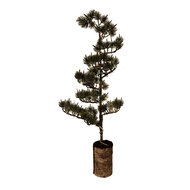 Clayre &amp; Eef | Decoratie Boom met LED Groen Bruin 28x20x75 cm / 3xAAA | 50844