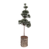 Clayre &amp; Eef | Decoratie Boom Groen Bruin 14x14x45 cm | 66433