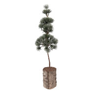 Clayre &amp; Eef | Decoratie Boom Groen Bruin 14x14x45 cm | 66433