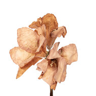 Clayre &amp; Eef | Kunstbloem Bruin 16x16x65 cm | 5PL0264BE