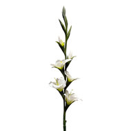Clayre &amp; Eef | Decoratie tak met bloemen Wit Groen 92 cm | 5PL0330W