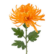Clayre &amp; Eef | Decoratie tak met bloemen Oranje Groen 76 cm | 5PL0335O