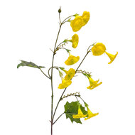 Clayre &amp; Eef | Decoratie tak met bloemen Geel Groen 80 cm | 5PL0332Y