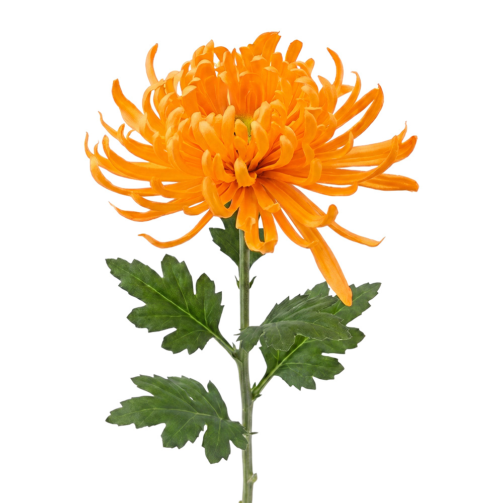 Clayre & Eef | Decoratie tak met bloemen Oranje Groen 76 cm | 5PL0335O