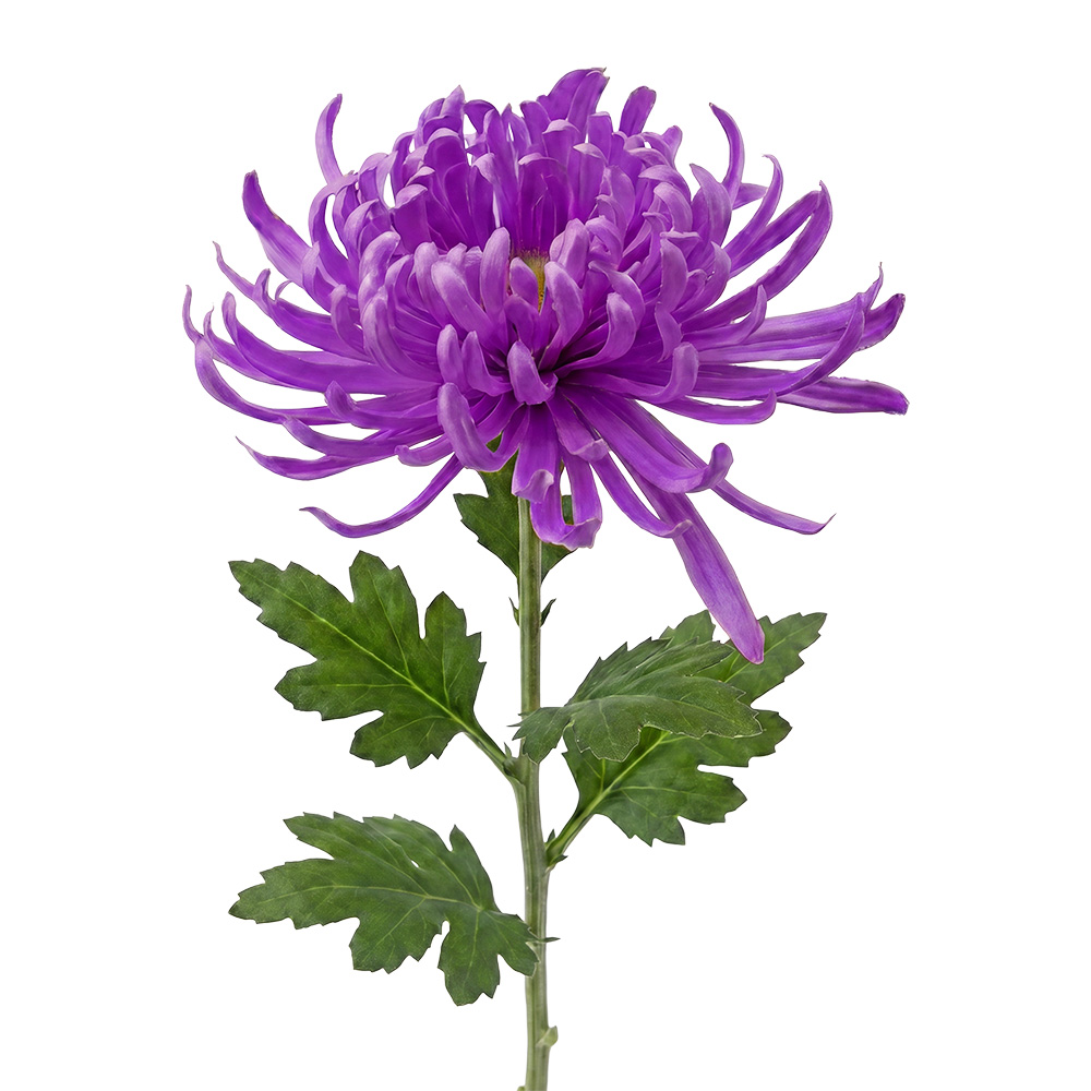 Clayre & Eef | Decoratie tak met bloemen Paars Groen 76 cm | 5PL0335PA