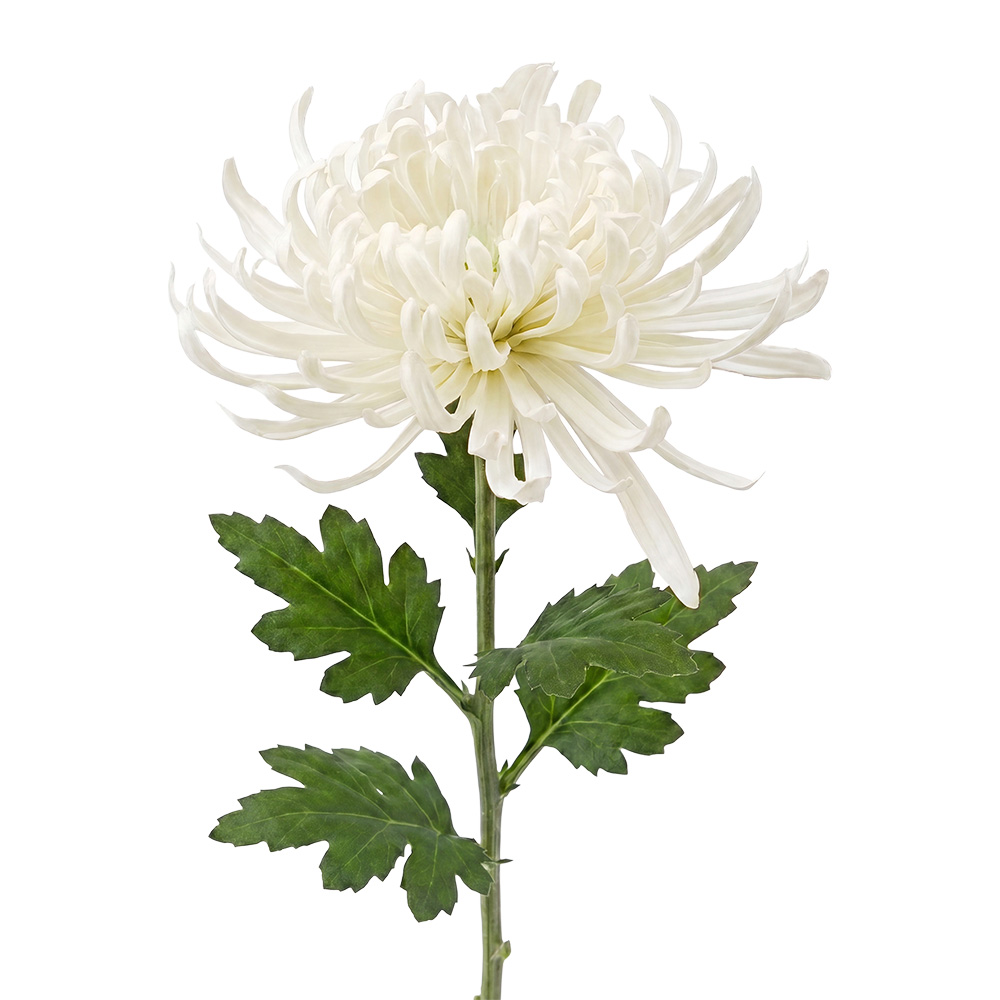 Clayre & Eef | Decoratie tak met bloemen Wit Groen 76 cm | 5PL0335W