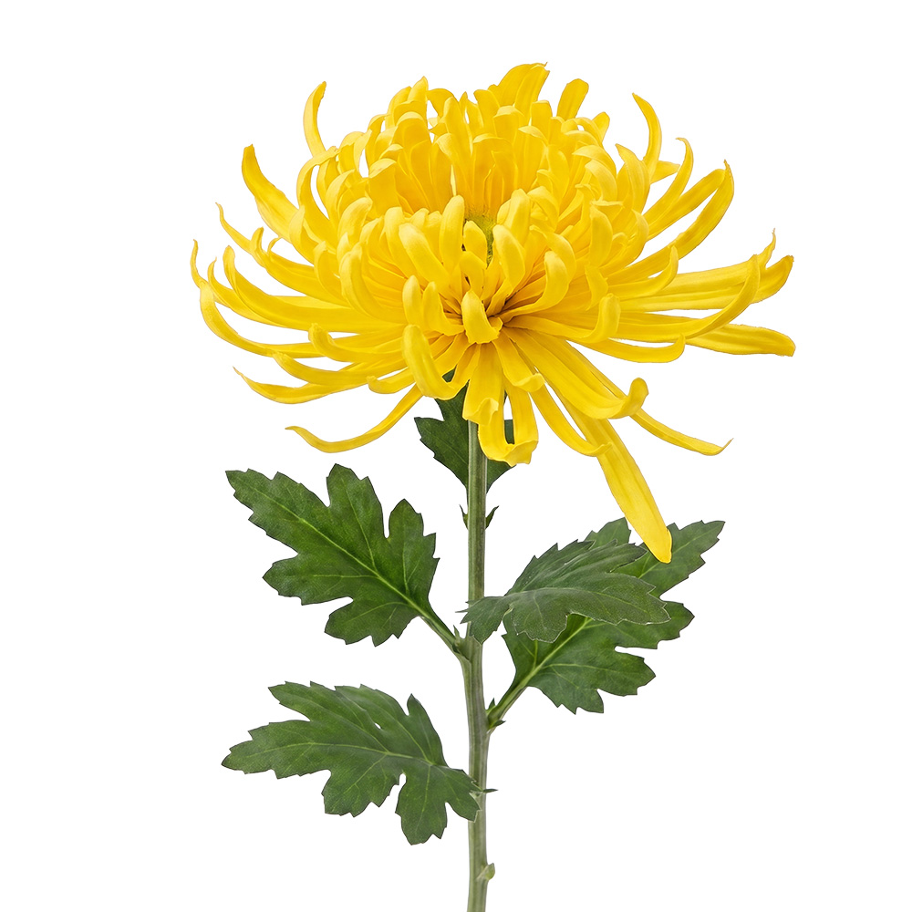 Clayre & Eef | Decoratie tak met bloemen Geel Groen 76 cm | 5PL0335Y
