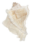 Clayre & Eef | Deurknop Wit Bruin 7x5x6 cm / S3 cm | 64183 Clayre & Eef | Deurknop Wit Bruin 7x5x6 cm / S3 cm | 64183