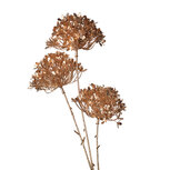 Clayre & Eef | Kunstbloem Goudkleurig 12x7x68 cm | 5DF0040 Clayre & Eef | Kunstbloem Goudkleurig 12x7x68 cm | 5DF0040