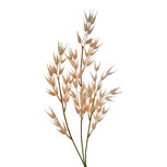 Clayre & Eef | Decoratie tak Bruin 6x6x72 cm | 5PL0059