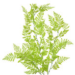 Clayre & Eef | Decoratie tak Groen 15x5x80 cm | 5PL0070