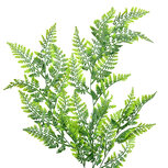 Clayre & Eef | Decoratie tak Groen 15x5x80 cm | 5PL0071