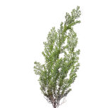 Clayre & Eef | Decoratie Cipres tak Groen 10x10x100 cm | 5PL0087 Clayre & Eef | Decoratie Cipres tak Groen 10x10x100 cm | 5PL0087