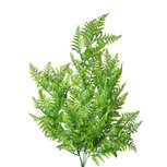 Clayre & Eef | Decoratie tak Perzische varen Groen 12x12x80 cm | 5PL0088 Clayre & Eef | Decoratie tak Perzische varen Groen 12x12x80 cm | 5PL0088