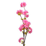 Clayre & Eef | Decoratie tak met bloemen Roze 10x8x92 cm | 5PL0095 Clayre & Eef | Decoratie tak met bloemen Roze 10x8x92 cm | 5PL0095