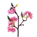 Clayre & Eef | Decoratie tak met bloemen Roze 16x8x38 cm | 6PL0315 Clayre & Eef | Decoratie tak met bloemen Roze 16x8x38 cm | 6PL0315