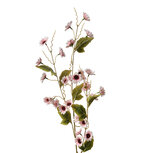 Clayre & Eef | Decoratie tak met bloemen Roze Groen 25x6x107 cm | 5PL0134P Clayre & Eef | Decoratie tak met bloemen Roze Groen 25x6x107 cm | 5PL0134P