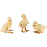 Dekoratief | Kuiken staand, geel, flocked, resina, 6x9x7cm, set van 3 stuks | A250821 Dekoratief | Kuiken staand, geel, flocked, resina, 6x9x7cm, set van 3 stuks | A250821