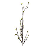 Clayre & Eef | Decoratie Tak Groen Bruin 8x5x116 cm | 5PL0182 Clayre & Eef | Decoratie Tak Groen Bruin 8x5x116 cm | 5PL0182