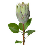 Clayre & Eef | Kunstbloem Groen 10x10x65 cm | 6PL0389GR