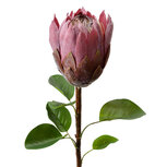 Clayre & Eef | Kunstbloem Paars Groen 10x10x65 cm | 6PL0389PA Clayre & Eef | Kunstbloem Paars Groen 10x10x65 cm | 6PL0389PA