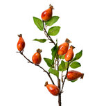 Clayre & Eef | Decoratie tak Oranje Groen 10x8x50 cm | 6PL0390O Clayre & Eef | Decoratie tak Oranje Groen 10x8x50 cm | 6PL0390O