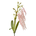 Clayre & Eef | Decoratie tak met bloemen Roze Groen 14x10x82 cm | 6PL0383P Clayre & Eef | Decoratie tak met bloemen Roze Groen 14x10x82 cm | 6PL0383P