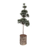 Clayre & Eef | Decoratie Boom Groen Bruin 14x14x45 cm | 66433