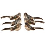 Dekoratief | Vogeltje op clip, bruin, 11x6x6cm, set van 2 stuks | A265568