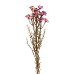 Clayre & Eef | Decoratie tak met bloemen Roze 77 cm | 5PL0290P
