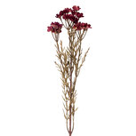 Clayre & Eef | Decoratie tak met bloemen Rood 77 cm | 5PL0290R