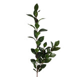 Clayre & Eef | Decoratie tak Groen 140 cm | 5PL0314