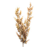 Clayre & Eef | Decoratie tak Beige Groen 90 cm | 5PL0352BE