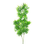 Clayre & Eef | Decoratie tak Groen 120 cm | 5PL0354DGR