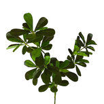 Clayre & Eef | Decoratie tak Groen 82 cm | 5PL0367