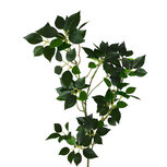 Clayre & Eef | Decoratie tak Groen 82 cm | 5PL0368