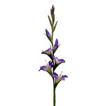 Clayre & Eef | Decoratie tak met bloemen Paars Groen 92 cm | 5PL0330PA