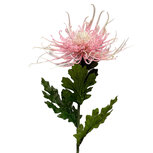 Clayre & Eef | Decoratie tak met bloemen Roze Groen 73 cm | 5PL0333P