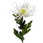 Clayre & Eef | Decoratie tak met bloemen Wit Groen 73 cm | 5PL0333W