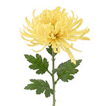 Clayre & Eef | Decoratie tak met bloemen Beige Groen 76 cm | 5PL0335BE